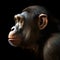 Portrait of an adult chimpanzee on a black background. Close up.