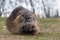 Portrait of adult coypu eating carrot