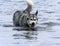 Portrait of an adult dog breed alaskan malamute . in water in the lake