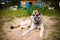 Portrait of an adult dog on the nature. Mixed Shepherd and Husky