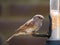 Portrait of adult dunnock on birdfeeder