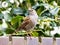 Portrait of adult dunnock or hedge accentor, Prunella modularis