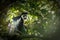 Portrait of adult Eastern black-and-white colobus, Kibale National Forest, Uganda.