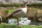 Portrait of an adult Egyptian Goose