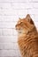 Portrait of an adult fluffy ginger cat on a white brick wall background