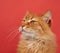 Portrait of adult ginger fluffy cat on a red background