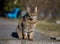 Portrait of an adult gray street cat