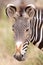 Portrait of an adult Grevy`s Zebra Samburu Kenya