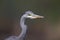 A portrait of an adult grey heron Ardea cinerea perched in the city of Berlin Germany.