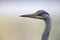 A portrait of an adult grey heron Ardea cinerea perched in the city of Berlin Germany.