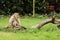 Portrait of adult macaque in tropical nature park. Cheeky monkey in the natural forest area. Macaca mulatta copyspace