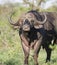 Portrait of an adult male African Buffalo with a trophy Cape