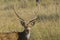 Portrait of Adult Male Chital Spotted Deer