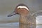 A portrait of an adult male garganey duck swimming and foraging in a pond in the city of Berlin Germany.