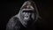 Portrait of adult male gorilla silverback on dark background