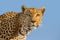 Portrait of adult male Leopard with blue sky background Kruger park South Africa