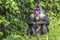 Portrait of the adult male mandrill