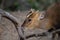 Portrait of an adult male muntjac deer rubbing its horns against a tree