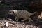 Portrait of an adult meerkat walking on the ground