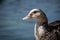 Portrait of an adult muscovy duck