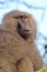 Portrait of adult olive baboon