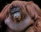 portrait of a adult orangutan face