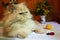 Portrait of adult Persian cat with fake bee and peach