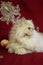 Portrait of adult Persian cat with a peach