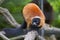 Portrait of an adult red ruffed lemur