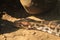 Portrait of an adult reticulated python , close up. blur background photo