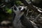 Portrait of an adult of ring tailed lemur