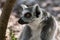 Portrait of an adult of ring tailed lemur