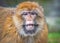 Portrait of an adult scared Barbary macaque