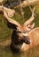 Portrait of adult sitatunga antelope