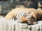 Portrait of adult Southern China tiger lying on big rock and staring at cameraã€‚