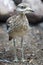 Portrait of adult stone curlew at rocky background