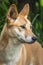 Portrait of an Adult Tropical Dingo, North Queensland, March 2018