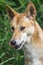 Portrait of an Adult Tropical Dingo, North Queensland, March 2018