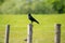 Portrait of adult western jackdaw, Corvus monedula, perching on