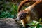 Portrait of adult white-nosed coati, Nasua narica