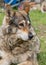 Portrait of an adult wolfdog Canis lupus. A hybrid of wolf and dog headshot