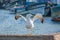 Portrait of an adult yellow-legged gull with raised wings