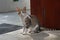 Portrait of an Aegean cat captured outdoors