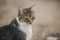 Portrait of Aegean Stray gray cat with white chest sitting outdoors in Greece