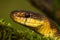 Portrait of aesculapian snake looking in summer nature