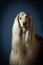 Portrait of an afghan hound