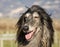 Portrait of an Afghan hound.The Afghan Hound is a hound that is distinguished by its thick, fine, silky coat .The breed was select