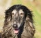 Portrait of an Afghan hound.The Afghan Hound is a hound that is distinguished by its thick, fine, silky coat .The breed was select