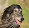 Portrait of an Afghan hound.The Afghan Hound is a hound that is distinguished by its thick, fine, silky coat .The breed was select