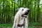 Portrait of an Afghan hound in the background of the forest